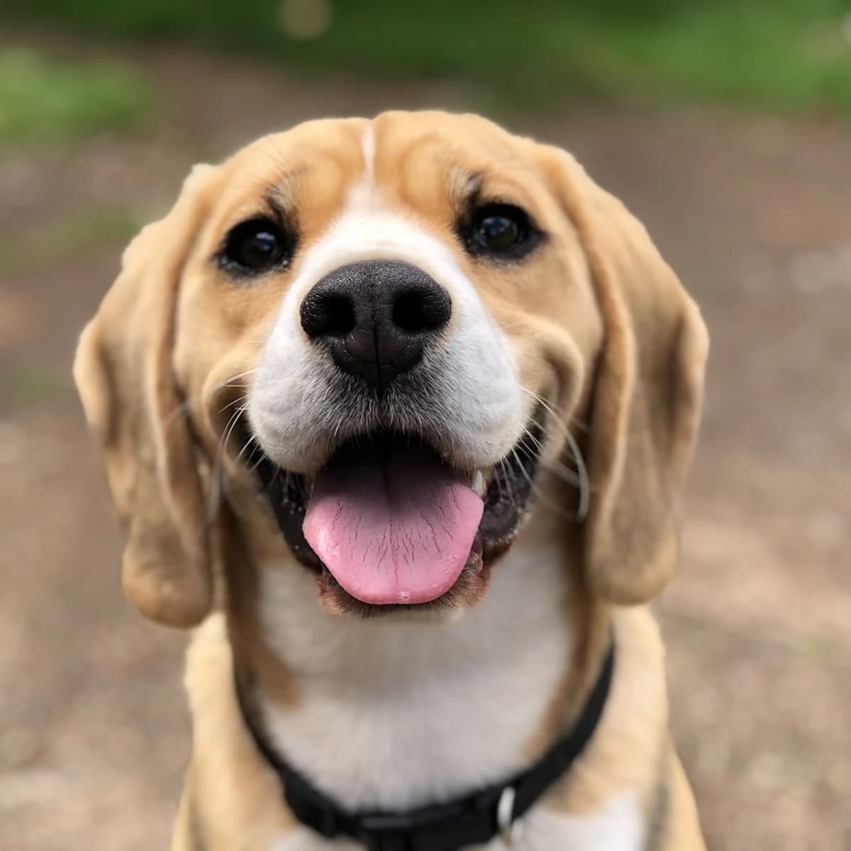 Original pet photograph